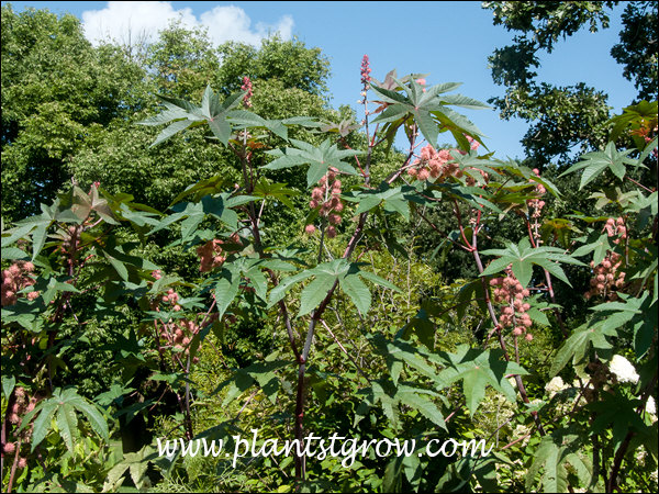 These plants were 8-10 feet tall by equal spread.